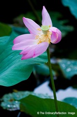 荷花009