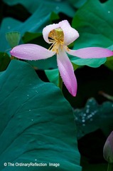 荷花010
