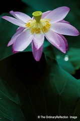 荷花011