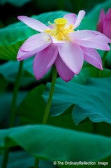 荷花012