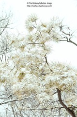 雪松