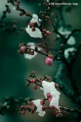 雪梅002