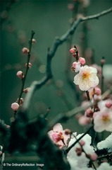 雪梅001