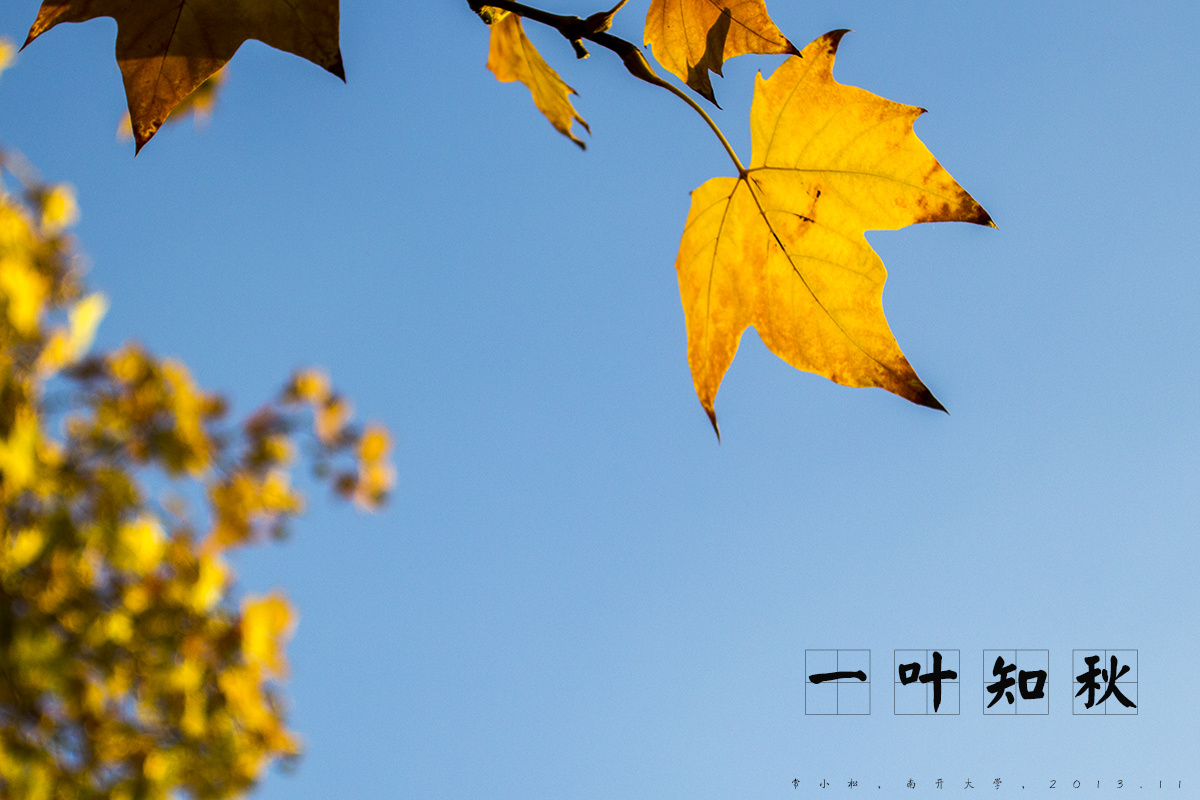一叶知秋