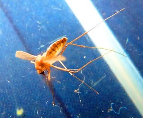P1050196_副本.jpg