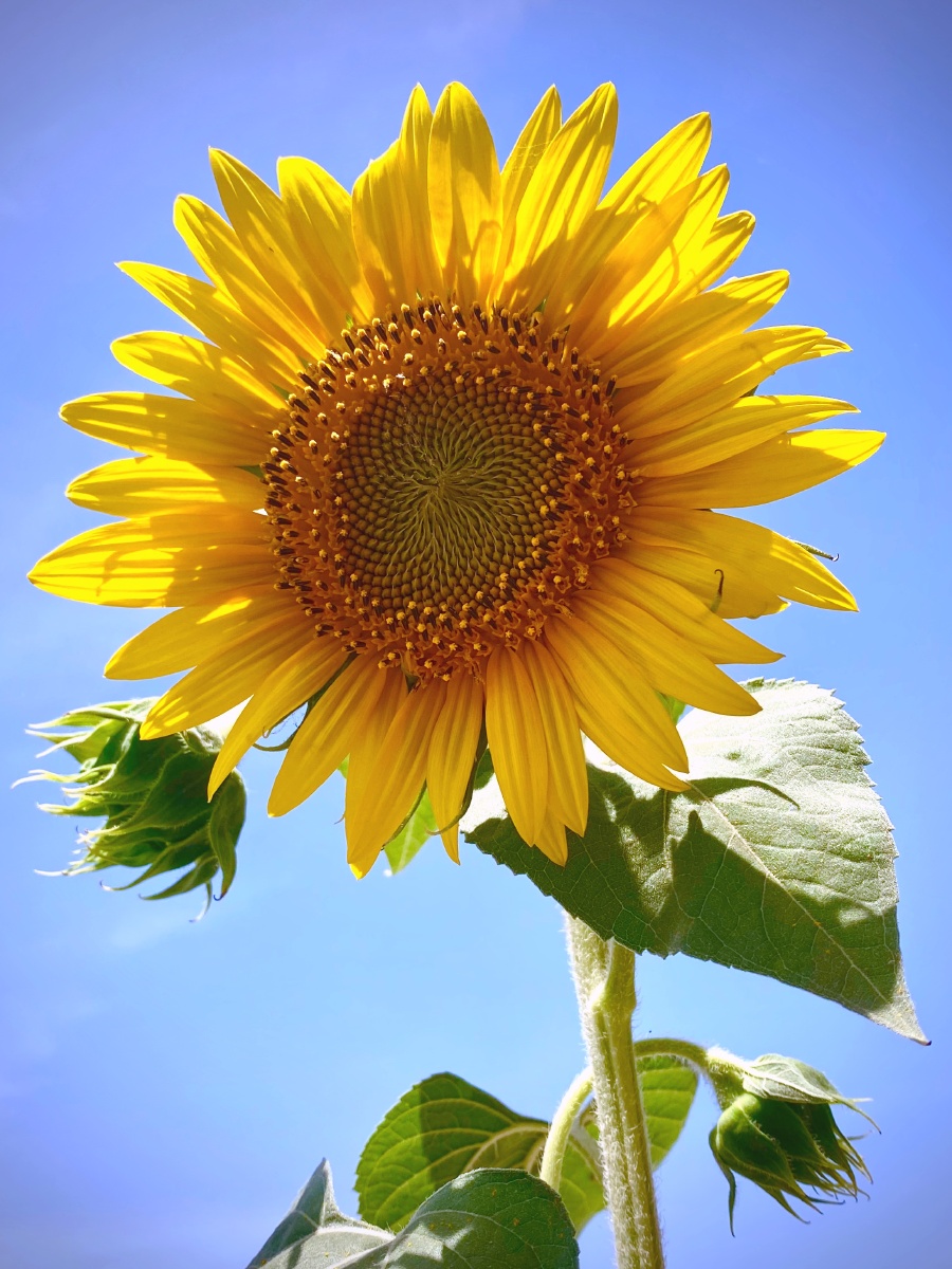 更无柳絮因风起,惟有葵花向日倾,窗台上的向日葵花开了