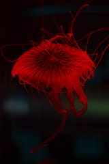 IMG_0259_1.JPG