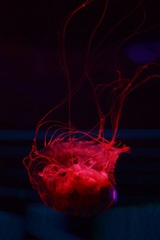 IMG_0262_1.JPG