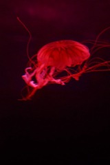 IMG_0267.JPG