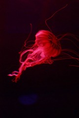 IMG_0268_1.JPG