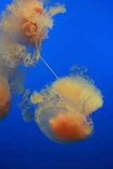 IMG_0279_1.JPG