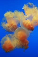IMG_0286_1.JPG