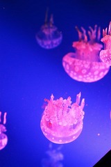 IMG_0298.JPG