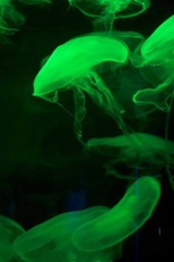 IMG_0321_1.jpg