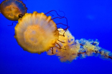 IMG_0338_1.jpg