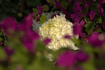 IMGP3429.jpg