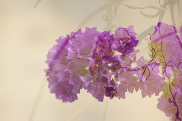 IMGP9649.JPG