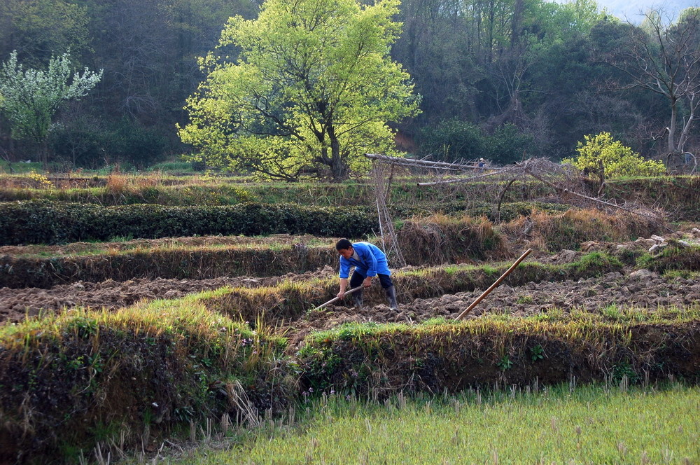 田间劳作的农民