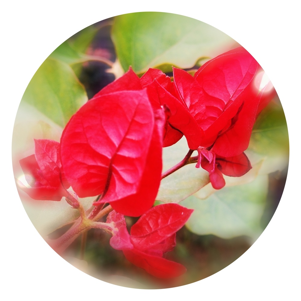 手机摄影 - 雪鸢 - 图虫网 - 优质摄影师交流社区