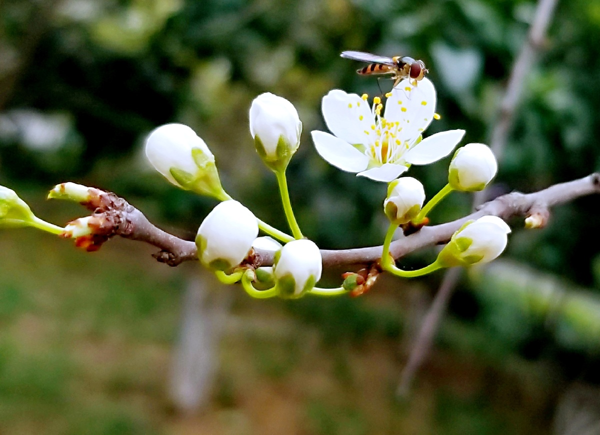 手机摄影 - 雪鸢 - 图虫