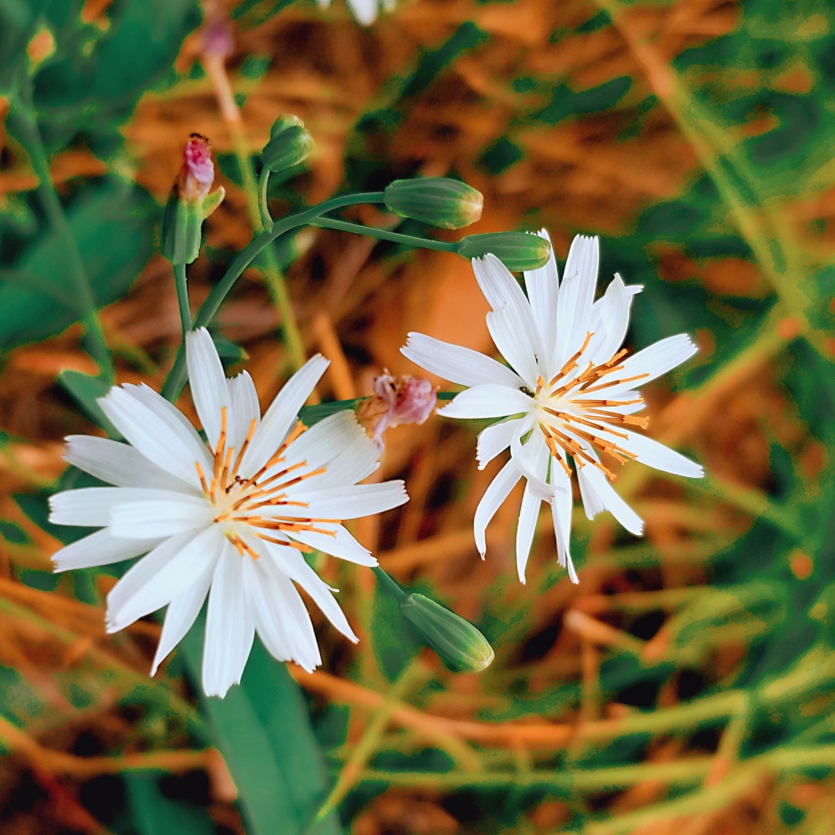 三星note 8 - 雪鸢