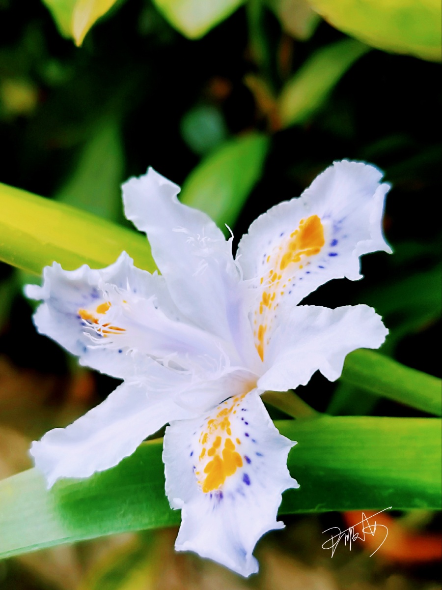 手机摄影 - 雪鸢 - 图虫