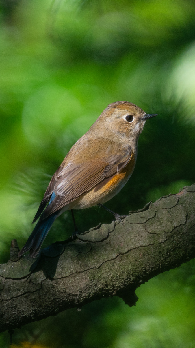 松林间隙中的小鸟红胁蓝尾鸲