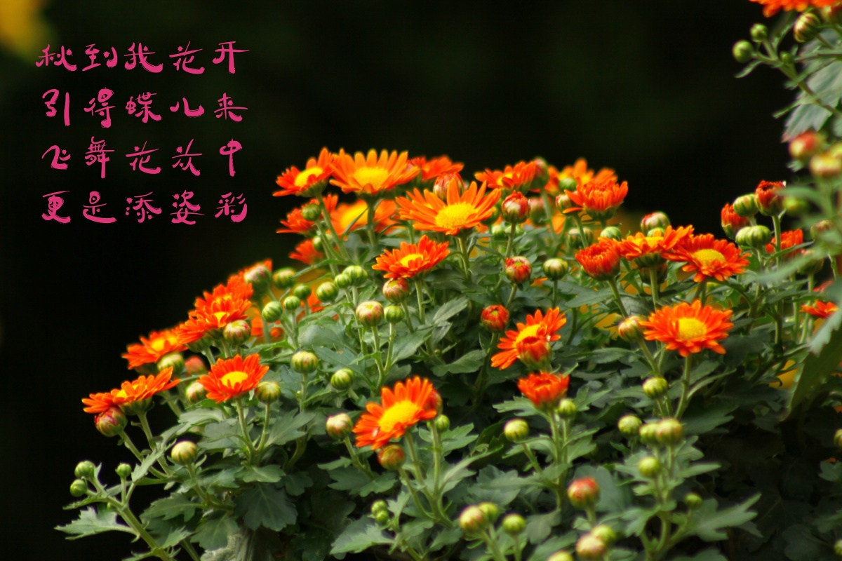 秋菊赋 - 半字叟 - 图虫