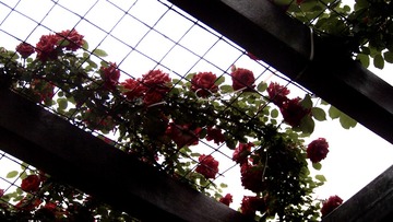 5418BC93-93D3-48BF-8198-4E83B52EE5AB/L0/001