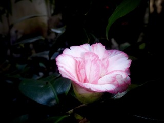 A2CDAE37-6243-435A-8B31-23E2677246E5/L0/001