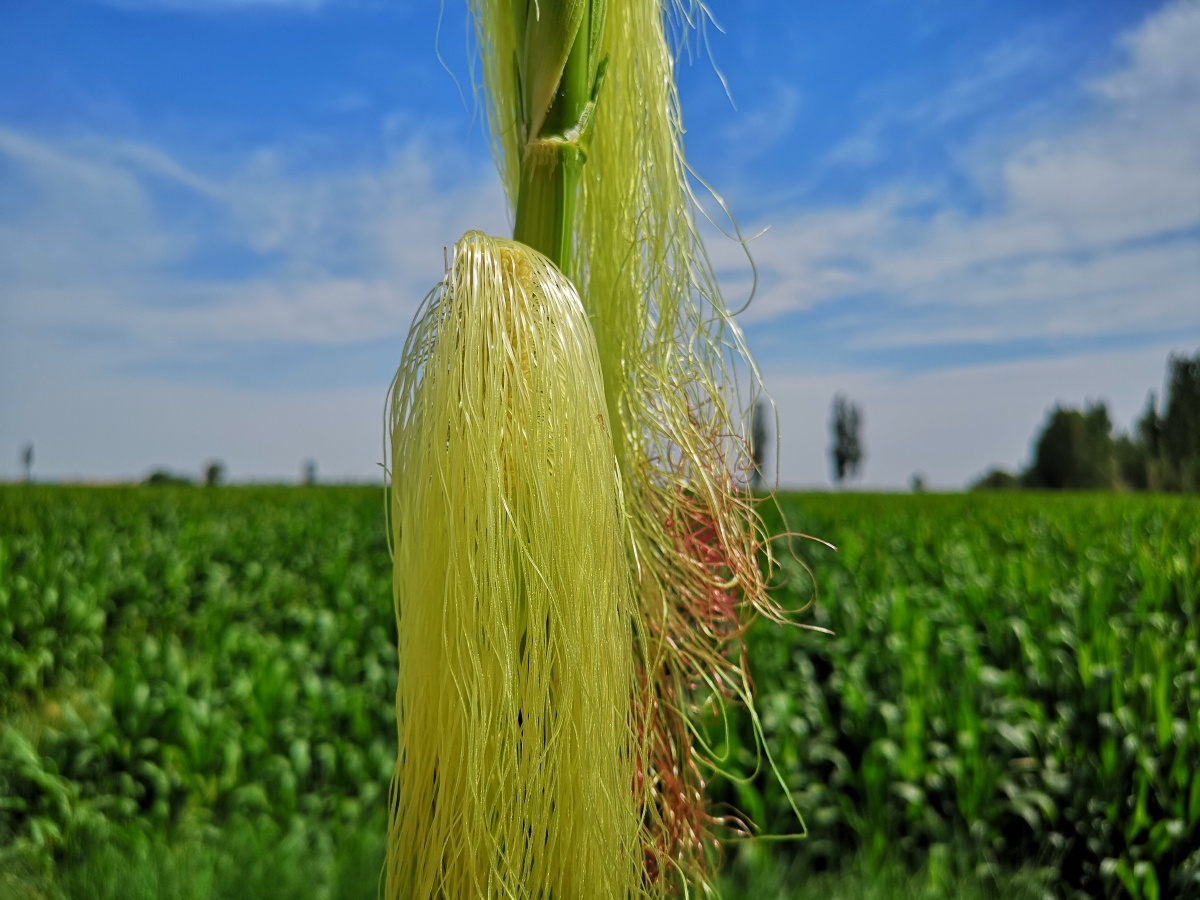 玉米花丝吴学珍摄影