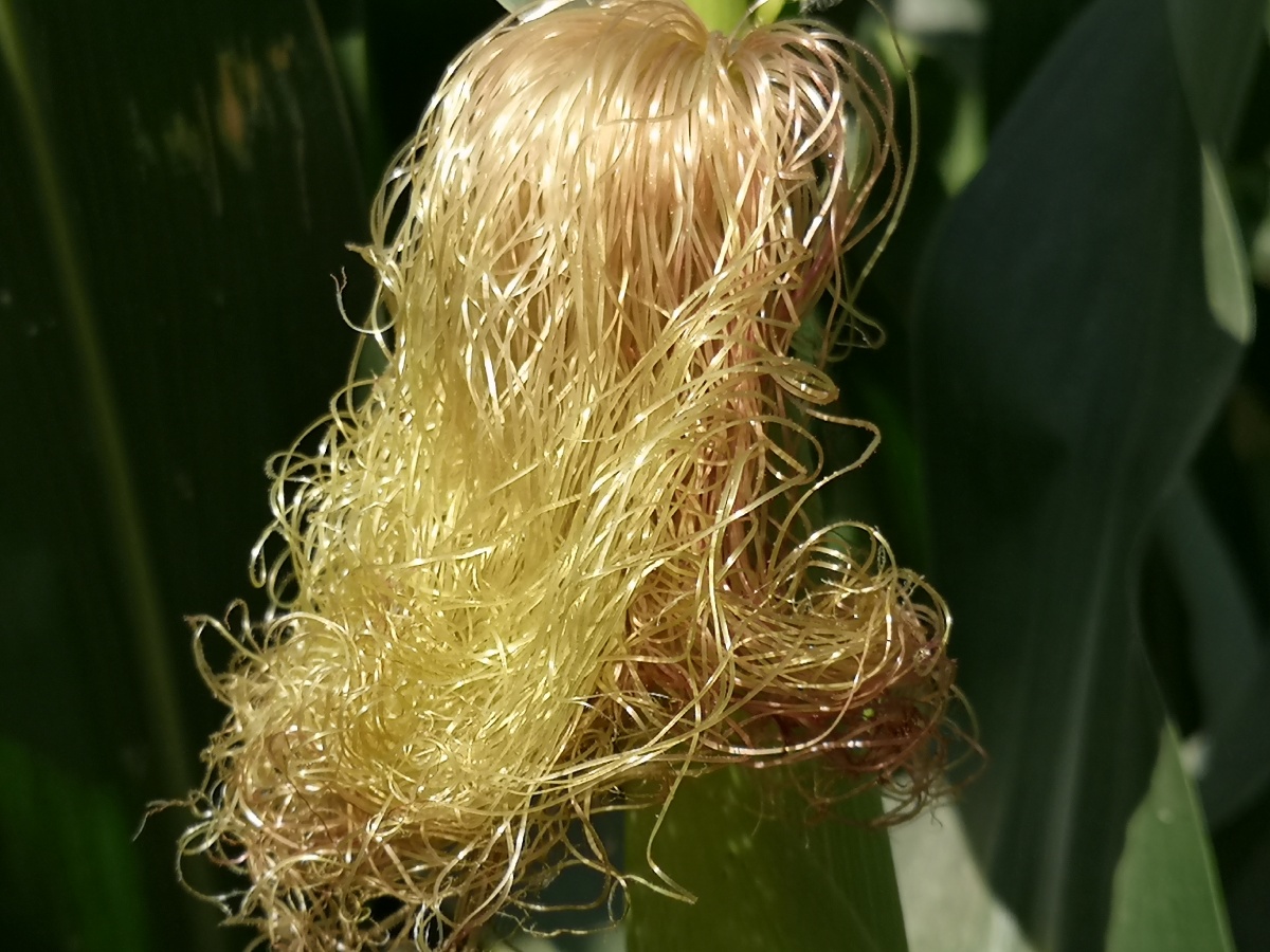 新潮发型玉米须