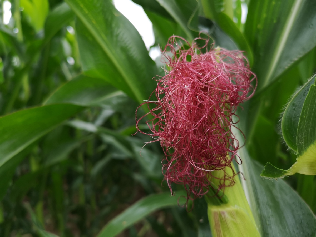 玉米花丝吴学珍摄影