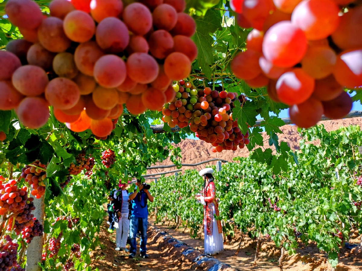 葡萄架下好风景