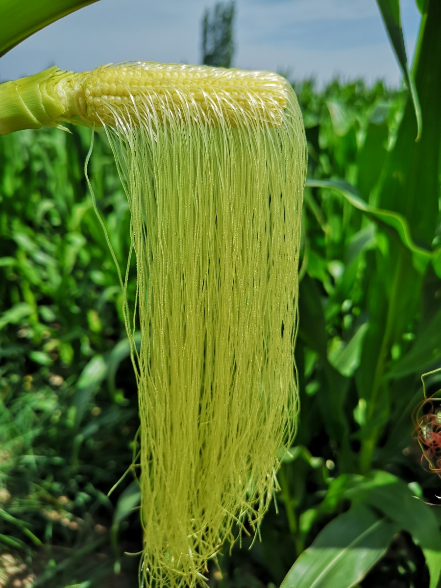 玉米花丝吴学珍摄影