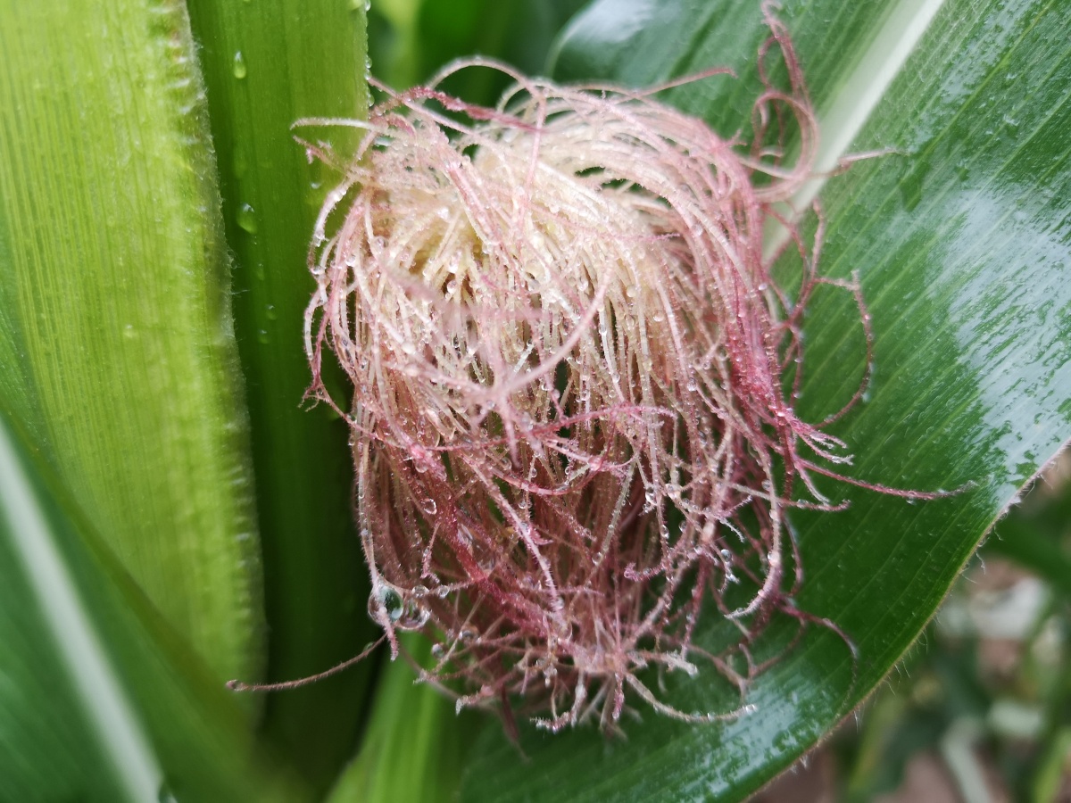 玉米花丝吴学珍摄影