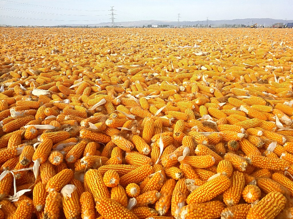 黄金菇的市场