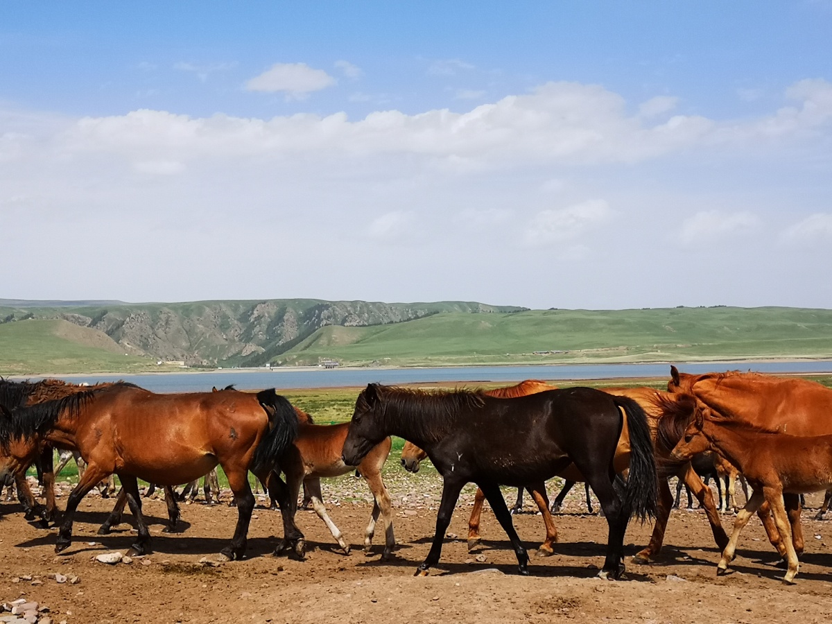 山丹军马场风景
