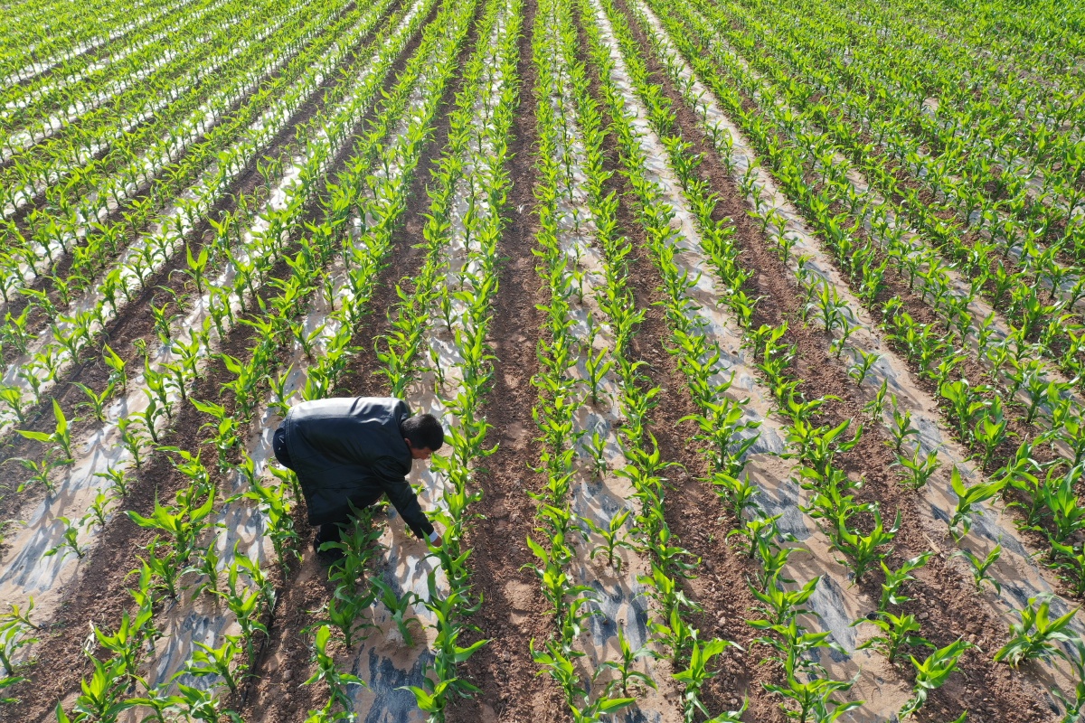 张掖囯家级玉米制种基地