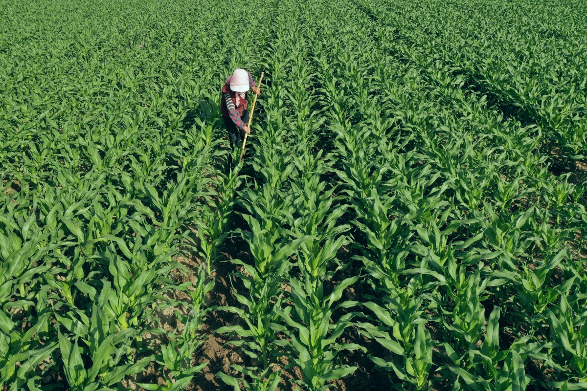 甘肃张掖国家级玉米制种基地