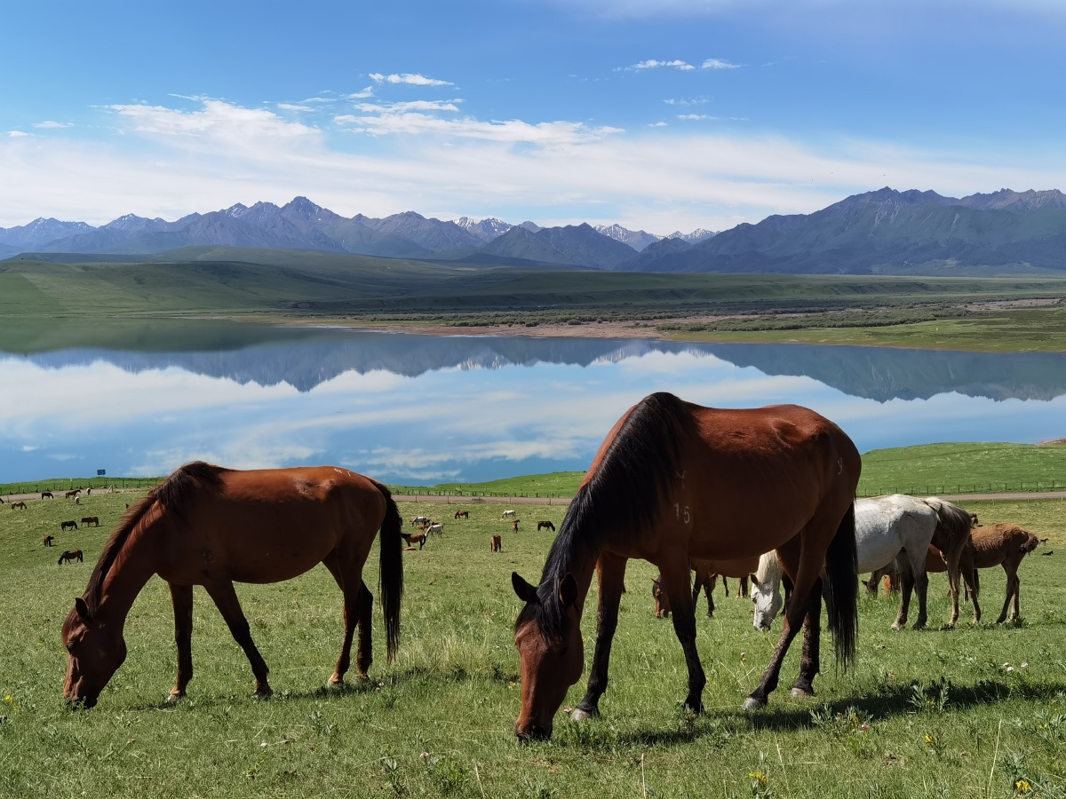 甘肃张掖山丹马场风光美