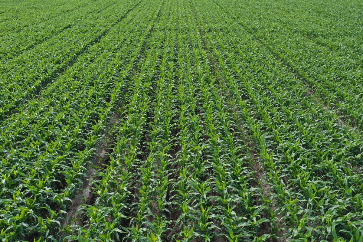 甘肃张掖国家级玉米制种基地