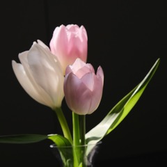 6E5D052D-4C9F-4B17-8FF4-A6907A69A39B/L0/001