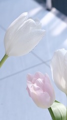 53DC69E7-A0B6-4856-919F-26FAE9CC2FE2/L0/001