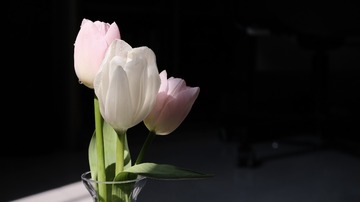 B5F6E952-7495-4524-9C9C-8DAE41E394F5/L0/001