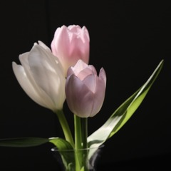 FB9BB8FC-78C2-4E1E-A9C7-680C849533BE/L0/001