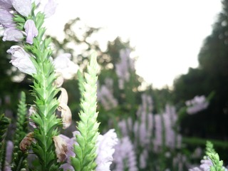 CA167BC4-EE23-4D67-9F0C-165C0E42C9E7/L0/001
