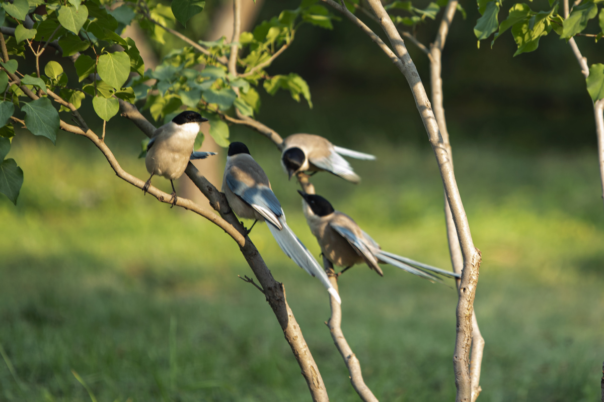 北京天坛公园巧遇灰喜鹊集结