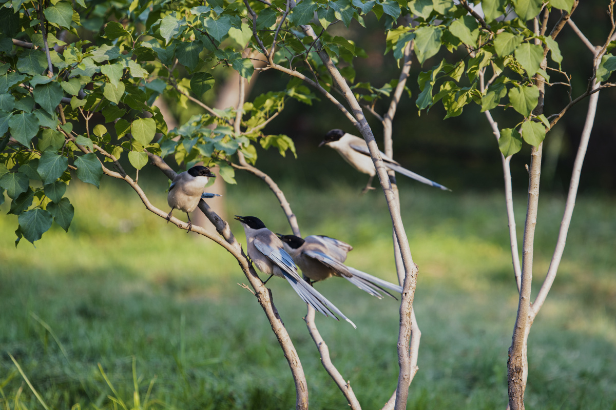 北京天坛公园巧遇灰喜鹊集结