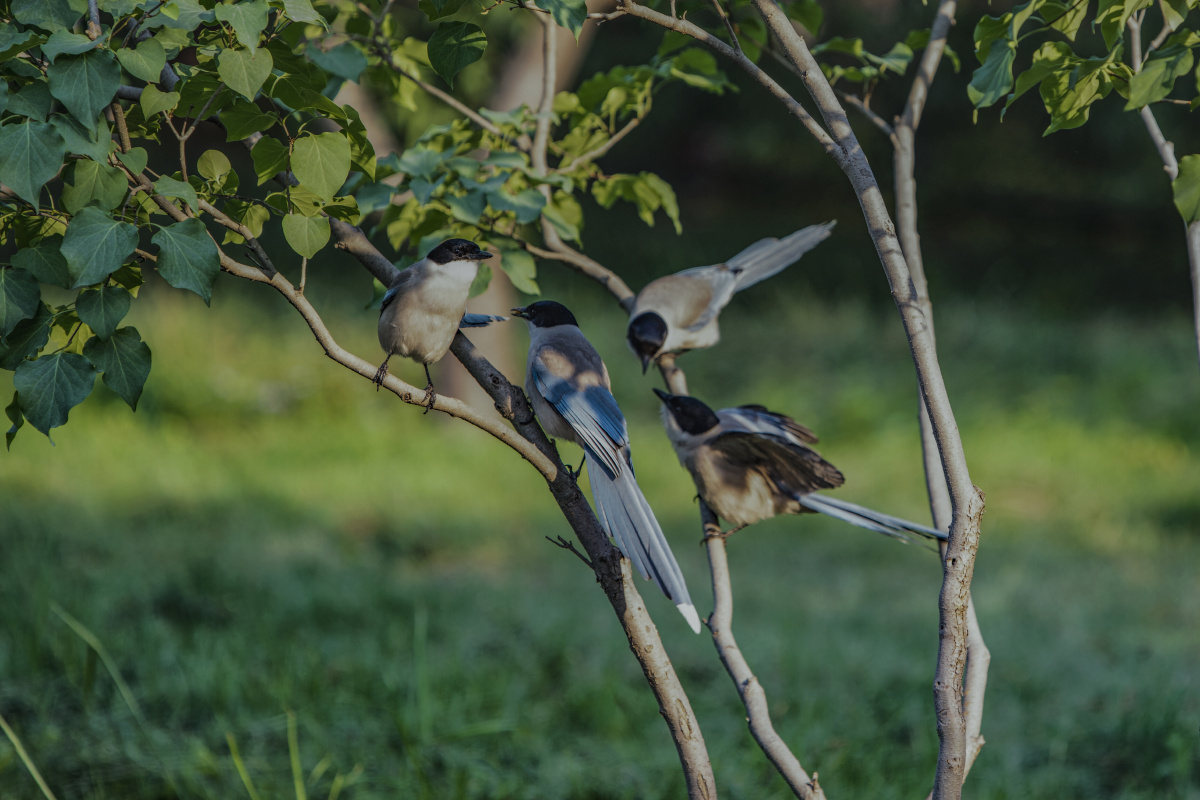 北京天坛公园巧遇灰喜鹊集结
